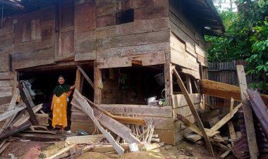 Kawanan Gajah Liar Rusak Belasan Rumah Warga Lampung Barat