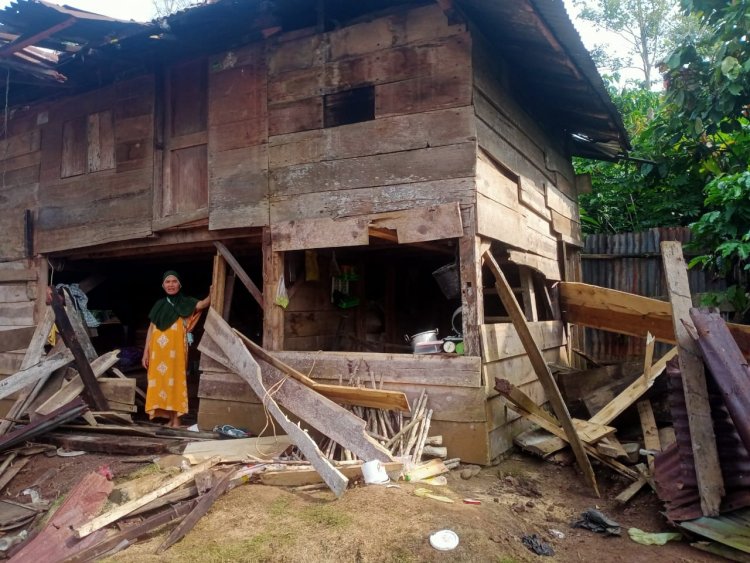 Kawanan Gajah Liar Rusak Belasan Rumah Warga Lampung Barat