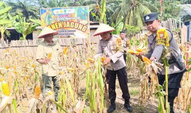 Dukung Program Asta Cita Presiden RI, Polsek Bagan Sinembah Panen Jagung di  Cibaliung