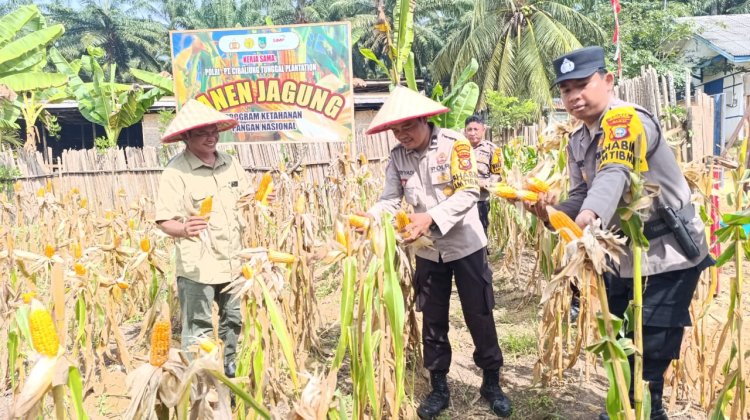 Dukung Program Asta Cita Presiden RI, Polsek Bagan Sinembah Panen Jagung di  Cibaliung