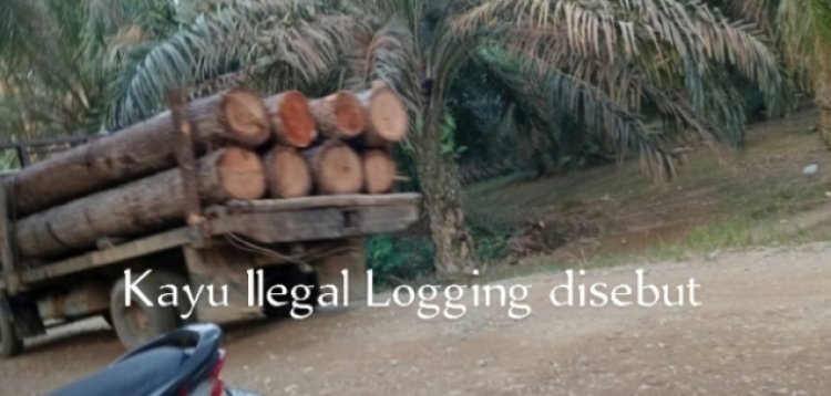 Dugaan Pembiaran dan Mafia Ilog di Kawasan HPT Kampar: Warga Ditangkap, Bigbos Diduga Kebal Hukum