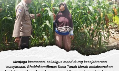 Bhabinkamtibmas Desa Tanah Merah Pantau Tanaman Jagung Pipil, Sukseskan Ketahanan Pangan Nasional