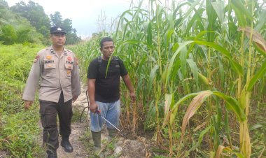 Sinergi dengan Kelompok Tani, Bhabinkamtibmas Kampung Jati Mulia Lakukan Penyemprotan Booster Jagung Pipil