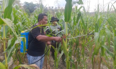 Pimpin Penyemprotan Booster Jagung Pipil, Kapolsek Kerinci Kanan Gandeng Kelompok Tani Mekar Sari