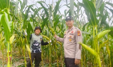 Pantau Kebun Samping Mako, Kapolsek Kerinci Kanan Cek Intensif Pertumbuhan Jagung Pipil