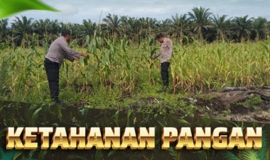 Dukung Ketahanan Pangan Nasional, Bhabinkamtibmas Polsek Siak Hulu Pantau Perkembangan Jagung Pipil di Desa Tanah Merah