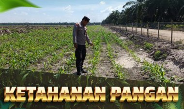 Pantau Lahan KOPPSA-M Seluas 10 Hektare, Bhabinkamtibmas Desa Pangkalan Baru Kawal Pertumbuhan Jagung Pipil