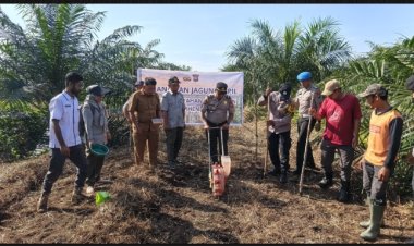 Wujudkan Kemandirian Pangan, Polsek Perhentian Raja Kawal Penanaman Jagung Pipil Kuartal II