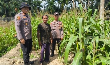 Dukung Asta Cita Presiden, AKP Albert Sitompul Pantau Perkembangan Jagung Pipil di Kampung Gabung Makmur