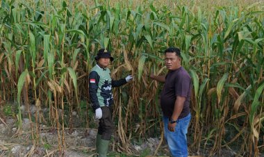 Sinergi Sukseskan Program Polisi Cinta Petani, Polsek Kerinci Kanan Pantau Lahan Jagung Pipil