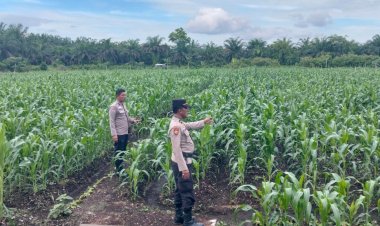 Wujudkan Swasembada Pangan, AKP Asdisyah Mursid Tinjau Lahan Jagung Dua Hektare di Desa Kayu Aro