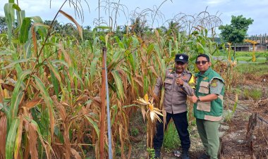 Sukseskan Program Polisi Cinta Petani, Aipda Joko Bersama PPL Pantau Kebun Jagung Pipil di Kampung Seminai