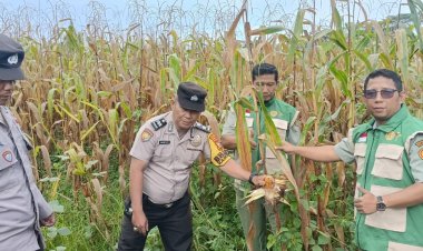 Bhabinkamtibmas Simpang Perak Jaya Bersama PPL Monitoring Perkembangan Jagung Pipil Dukung Swasembada Pangan