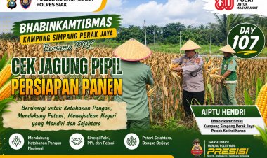 Aiptu Hendri Bersama PPL Tinjau Perkembangan Jagung Pipil di Simpang Perak Jaya