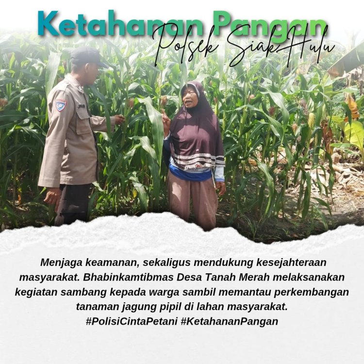 Bhabinkamtibmas Desa Tanah Merah Pantau Tanaman Jagung Pipil, Sukseskan Ketahanan Pangan Nasional