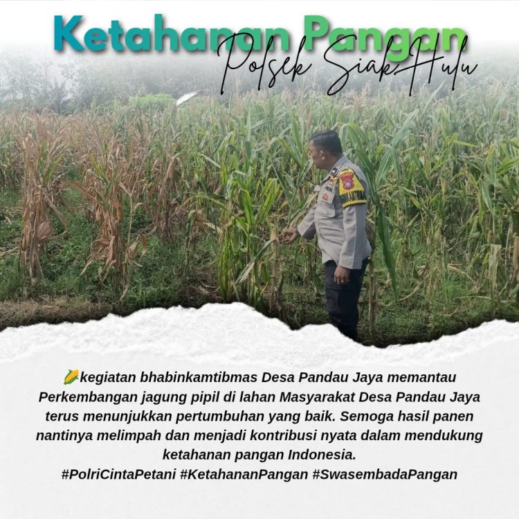 Dorong Produktivitas Petani, Polsek Siak Hulu Monitoring Pertumbuhan Jagung Pipil di Desa Pandau Jaya
