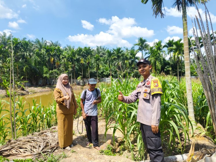 Sinergi dengan Pemerintah Kampung, Bhabinkamtibmas Gabung Makmur Lakukan Penyemprotan Hama Ulat Tanaman Jagung