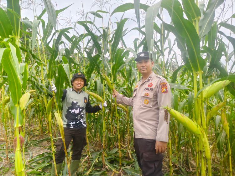 Pantau Kebun Samping Mako, Kapolsek Kerinci Kanan Cek Intensif Pertumbuhan Jagung Pipil