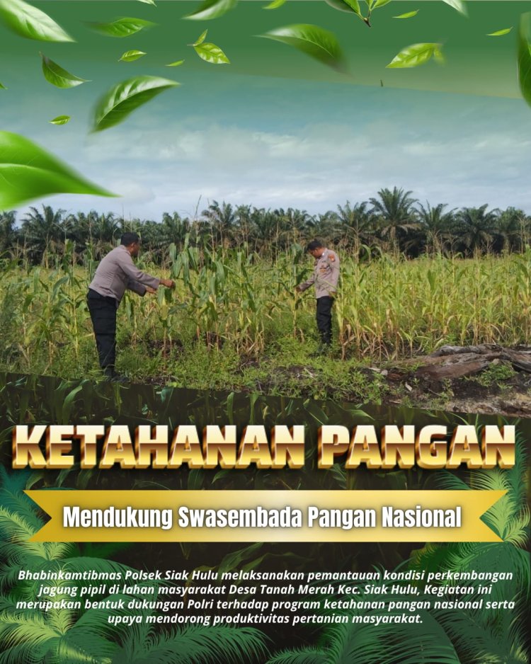 Dukung Ketahanan Pangan Nasional, Bhabinkamtibmas Polsek Siak Hulu Pantau Perkembangan Jagung Pipil di Desa Tanah Merah