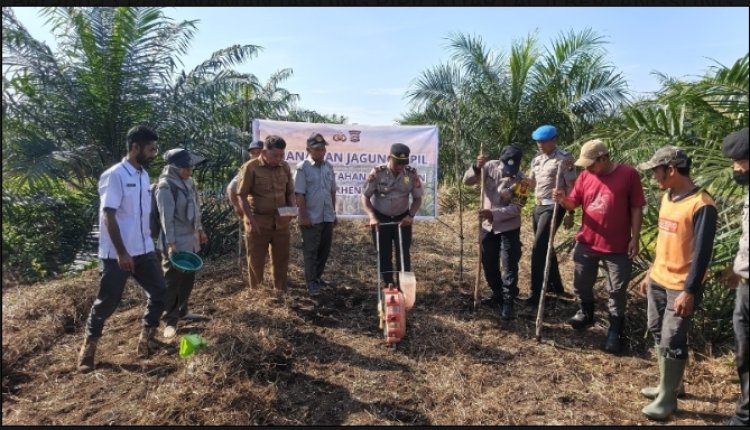 Wujudkan Kemandirian Pangan, Polsek Perhentian Raja Kawal Penanaman Jagung Pipil Kuartal II