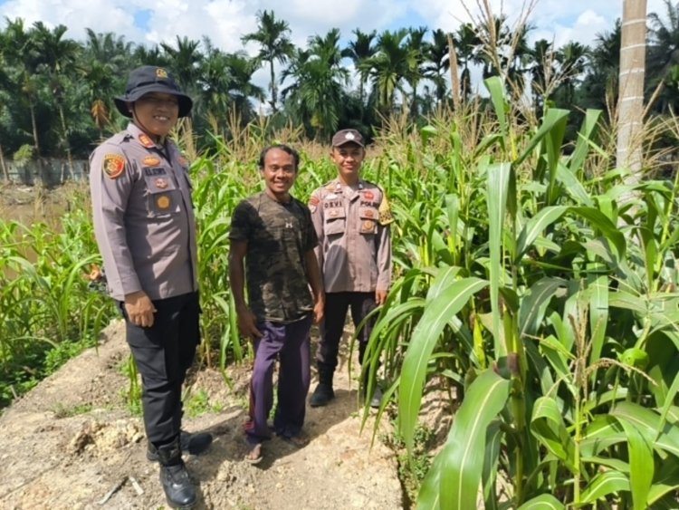 Dukung Asta Cita Presiden, AKP Albert Sitompul Pantau Perkembangan Jagung Pipil di Kampung Gabung Makmur