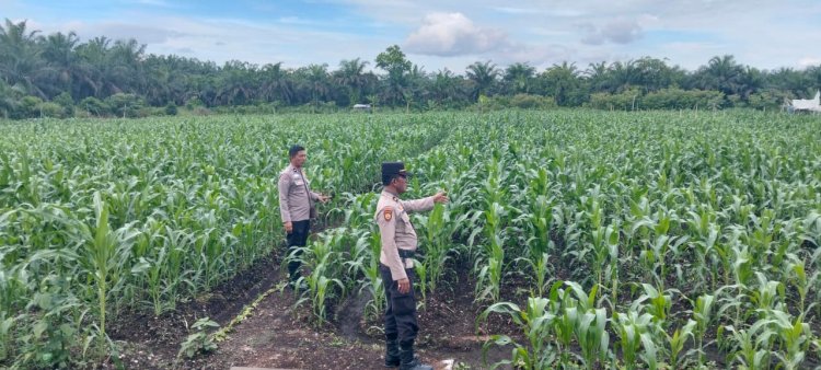 Wujudkan Swasembada Pangan, AKP Asdisyah Mursid Tinjau Lahan Jagung Dua Hektare di Desa Kayu Aro