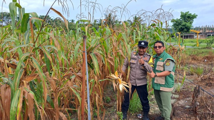 Sukseskan Program Polisi Cinta Petani, Aipda Joko Bersama PPL Pantau Kebun Jagung Pipil di Kampung Seminai
