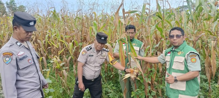 Bhabinkamtibmas Simpang Perak Jaya Bersama PPL Monitoring Perkembangan Jagung Pipil Dukung Swasembada Pangan