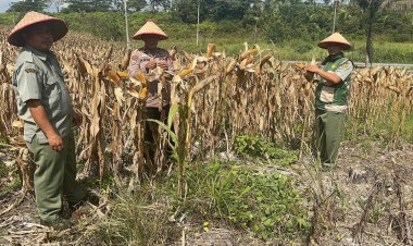 Dukung Ketahanan Pangan, Bhabinkamtibmas Polsek Kerinci Kanan dan PPL Cek Kesiapan Panen Jagung