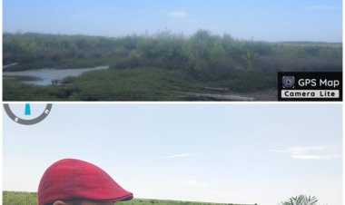 Kawasan Hutan Mangrove Dirambah, Oknum Kades Serusa Mengaku Salah dan Langgar Hukum
