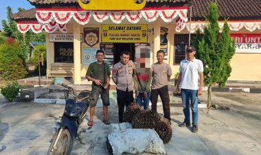 Curi 1 Ton Buah Sawit, Pria Asal Marga Sekampung Diciduk Tekab 308 Presisi Polsek Waway Karya