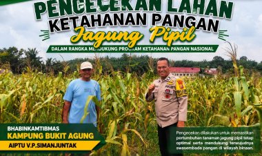 Dukung Asta Cita, Aiptu VM Simanjuntak Monitoring Ketahanan Pangan Jagung Pipil di Bukit Agung