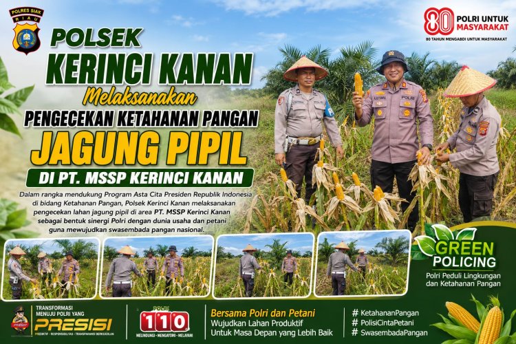 Dukung Asta Cita Ketahanan Pangan, Kapolsek Kerinci Kanan Tinjau Lahan Jagung Pipil PT MSSP