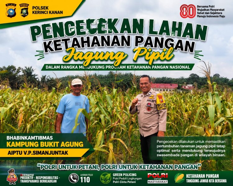 Dukung Asta Cita, Aiptu VM Simanjuntak Monitoring Ketahanan Pangan Jagung Pipil di Bukit Agung